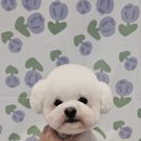 왈왈미용실 이미지