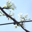 과수원 피스 이미지