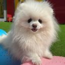 놀러오개(도화점) 이미지