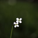 마이데스티니(MYDESTINY) 이미지