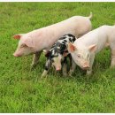 예쁜돼지 이미지