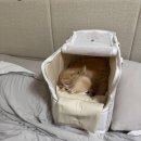 이동 | 강아지 이동가방 [내돈내산] 후기 : 무한굴레 , 텅 빈 텅장