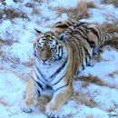 호랑이 PC 이미지