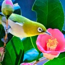 아랑가(ArangGA)-1256. 동백아가씨 이미지