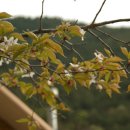 산머루펜션 - 가평군 청군로 309 | 산머루펜션