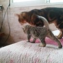 뱅갈냥이 이미지