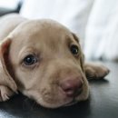Dr.dog동물의료센터 | 트라넥으로 구토 유발시 효과 및 부작용