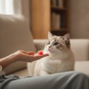 묘들링(Meowdeling)
