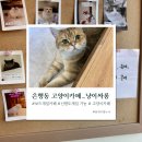 냥이 싸롱 | [대전/중구/은행동] 냥이싸롱 방문후기 (고양이카페/보드게임카페/내돈내산)