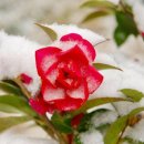 푸릇푸릇 이미지