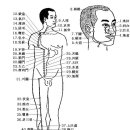 (3) 족양명위경(足陽明胃經(ST))-45穴 이미지