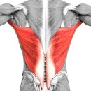 뉴텍컴퓨터 - 시흥시 군서로42번길 19-1 | 부산대 피티 튀어나온 등살 브래지어 살 빼는 운동 방법 정리