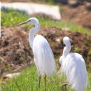 마지2리 이미지