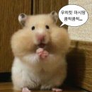 몬모니 | [일상] 자꾸만 늘어나는 식구, 그리고 체중
