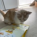 예지펫