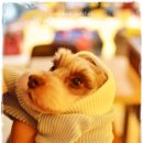 퍼피쿠키 이미지