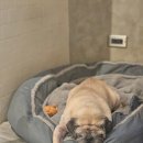 919 | 🐾 대만 반차오 919카페 후기 – 시장 속 강아지 천국 카페 ☕🐶