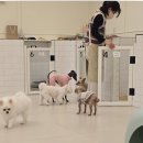 괴정동물병원 | 부산사하구괴정동애견호텔 맘바이사하구점 만족한 호텔링 이용 후기