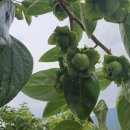 하늘농장6 이미지