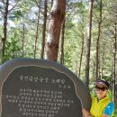 명품소나무길 이미지