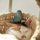 멍이랑 양이랑 이미지