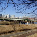 안양천 제방(오금교~인라인스케이트장, 어린이교통공원 위쪽) - 2100 | 안양천 풍경 산책(목동교~고척교)