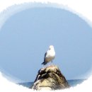 구름나그네 이미지