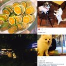 캐비어동물메디컬센터 이미지