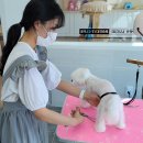 퍼피루시드 이미지