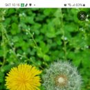 민들래 이미지