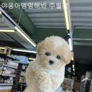 야옹아멍멍해봐(주월점) 이미지