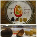 커피바리스타B 이미지