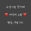고양이별캣카페 이미지