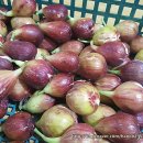 기연농장 이미지