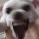 연경동물병원 이미지