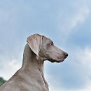 토토애견 이미지