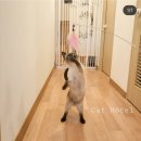 뜰안에냥 이미지