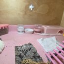 이지훈동물병원 | 이지훈동물병원/수원파충류병원]이지훈동물병원 레오파드게코 성기 돌출 후기,이지훈 동물병원 파충류...