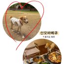 함께하는 | 경기도 여주 | [산오바베큐] 강아지와 함께하는 힐링 글램핑 후기
