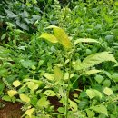 예심농장 이미지