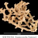 자포동물 - 산호충綱 - 돌산호目- 정향돌산호科 - 정향돌산호 이미지