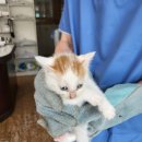 장기가축병원 이미지