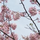 산사의 겹벚꽃 수양벚꽃 이미지