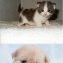 용용 이미지