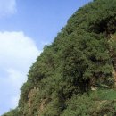 천연기념물 1호 달성 측백나무숲 이미지