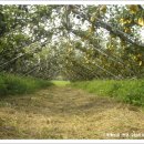 배가농원 이미지