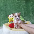 강아지분양 더펫 | 광주 삼거동강아지분양 펫왕국 블랙포메라니안 입양 후기