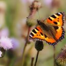 용인대능동태권도 이미지