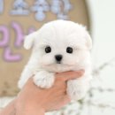 송이로14길 이미지