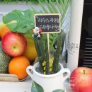 리수스과수원 이미지